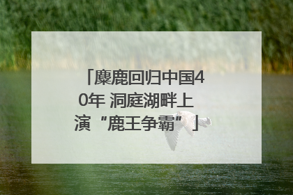 麋鹿回归中国40年 洞庭湖畔上演“鹿王争霸”