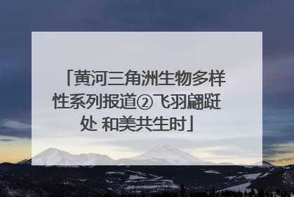 黄河三角洲生物多样性系列报道②飞羽翩跹处 和美共生时