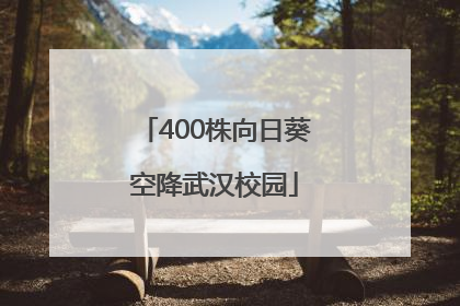 400株向日葵空降武汉校园
